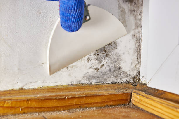 Trusted Big Lake, WA Mold Removal Experts